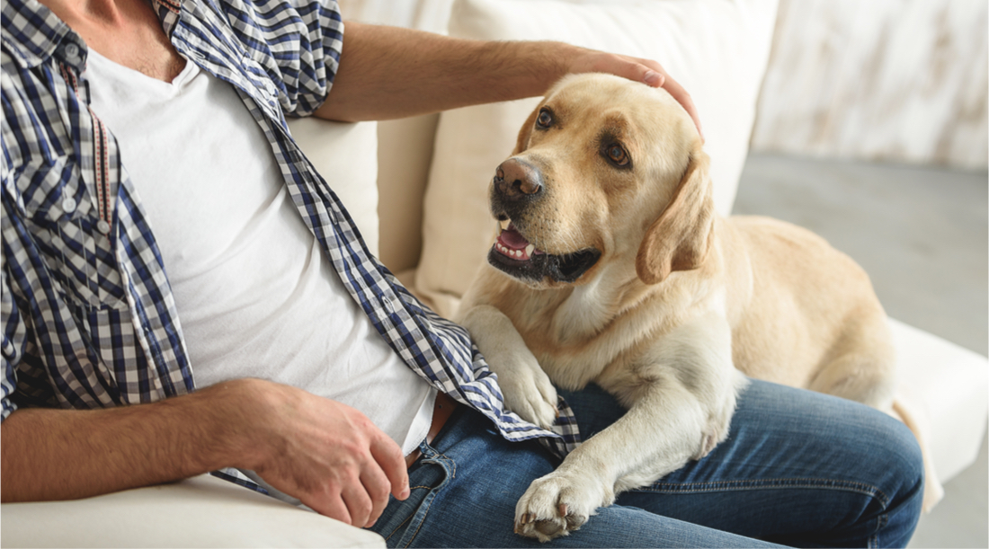 Benefits of renting out to tenants with pets
